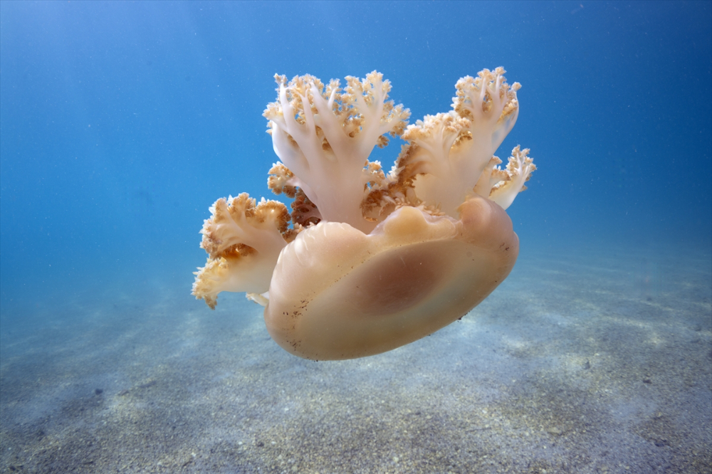 Dört mevsim dalış imkanı sunan Fethiye'nin su altı güzellikleri