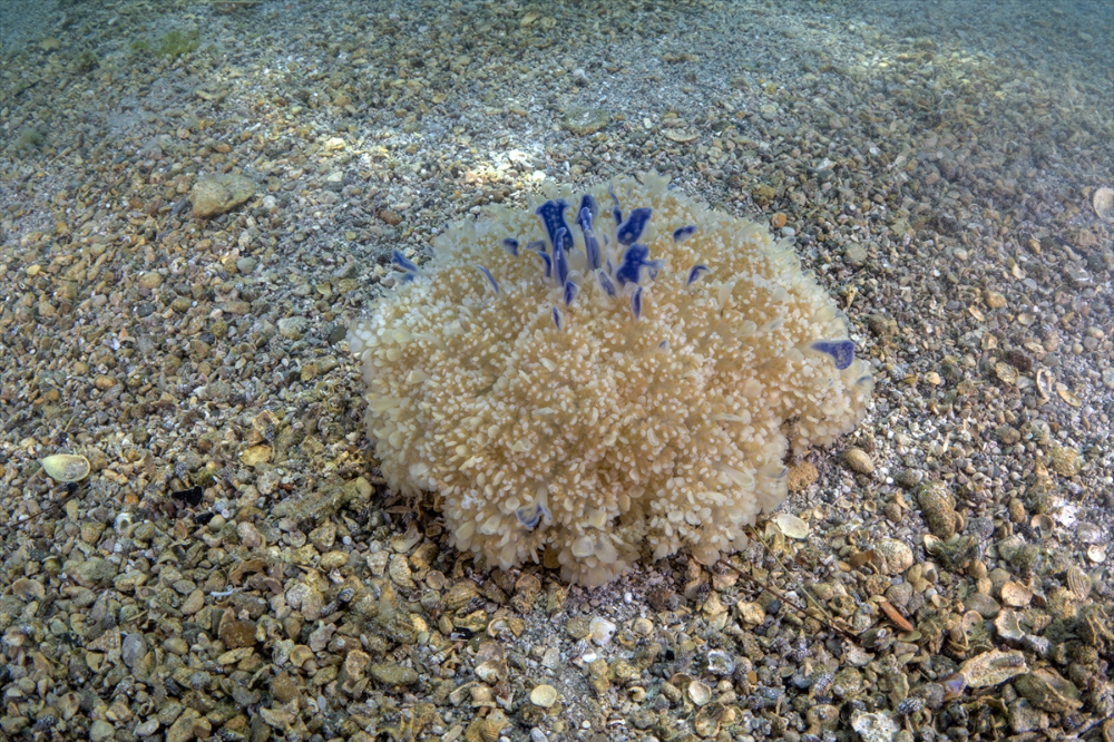 Dört mevsim dalış imkanı sunan Fethiye'nin su altı güzellikleri