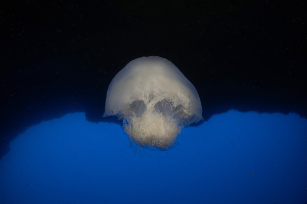 Dört mevsim dalış imkanı sunan Fethiye'nin su altı güzellikleri