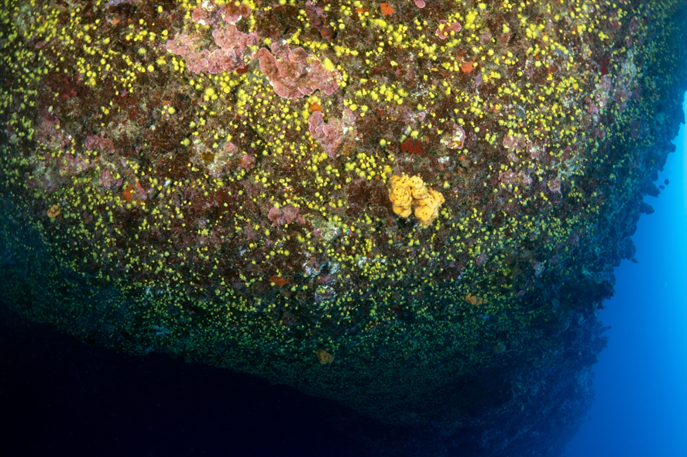 Dört mevsim dalış imkanı sunan Fethiye'nin su altı güzellikleri