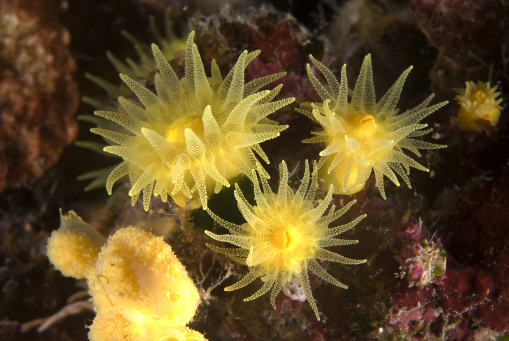 Dört mevsim dalış imkanı sunan Fethiye'nin su altı güzellikleri