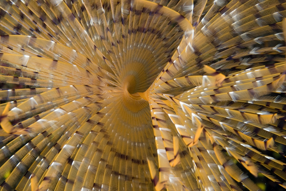 Dört mevsim dalış imkanı sunan Fethiye'nin su altı güzellikleri