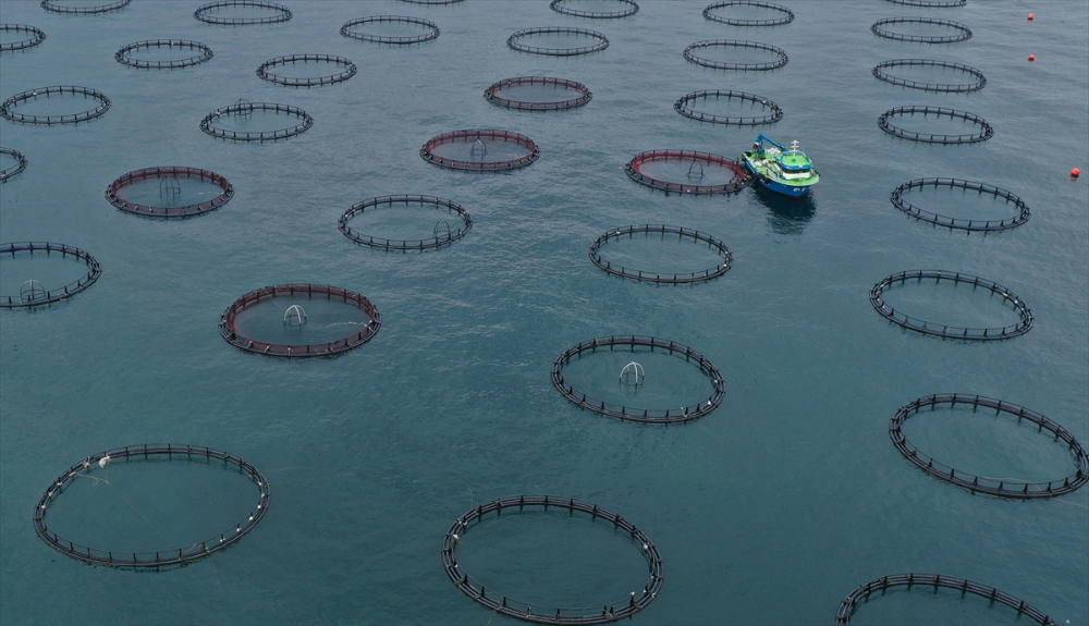 Ordu'da kafes balıkçılığında tesis sayısının artması ihracata olumlu yansıdı