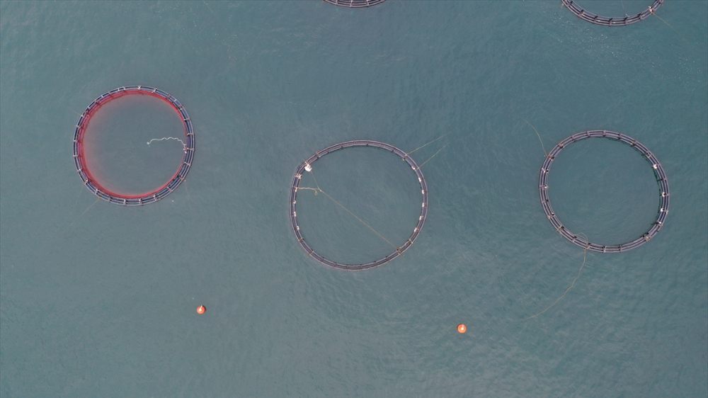 Ordu'da kafes balıkçılığında tesis sayısının artması ihracata olumlu yansıdı