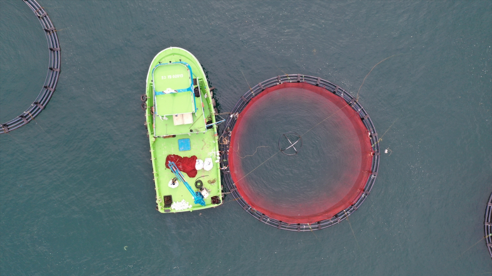 Ordu'da kafes balıkçılığında tesis sayısının artması ihracata olumlu yansıdı