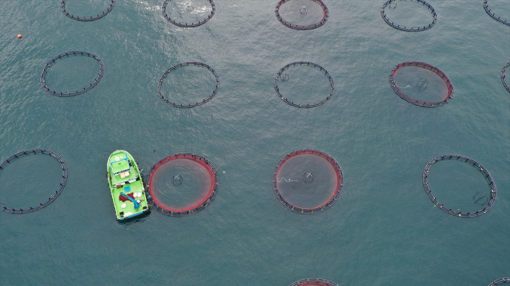 Ordu'da kafes balıkçılığında tesis sayısının artması ihracata olumlu yansıdı