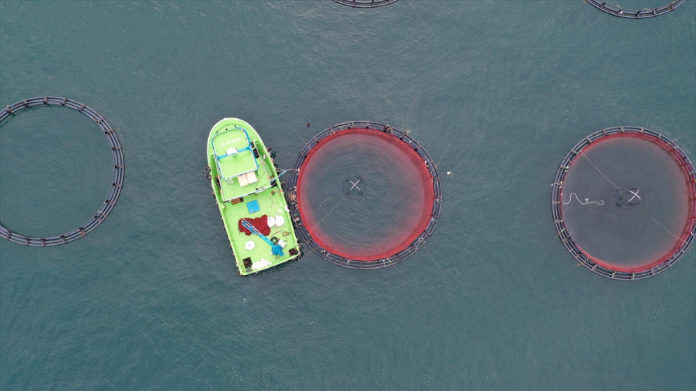Ordu'da kafes balıkçılığında tesis sayısının artması ihracata olumlu yansıdı