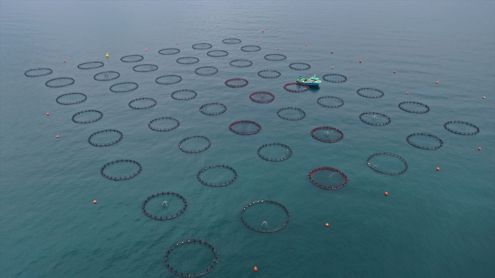 Ordu'da kafes balıkçılığında tesis sayısının artması ihracata olumlu yansıdı