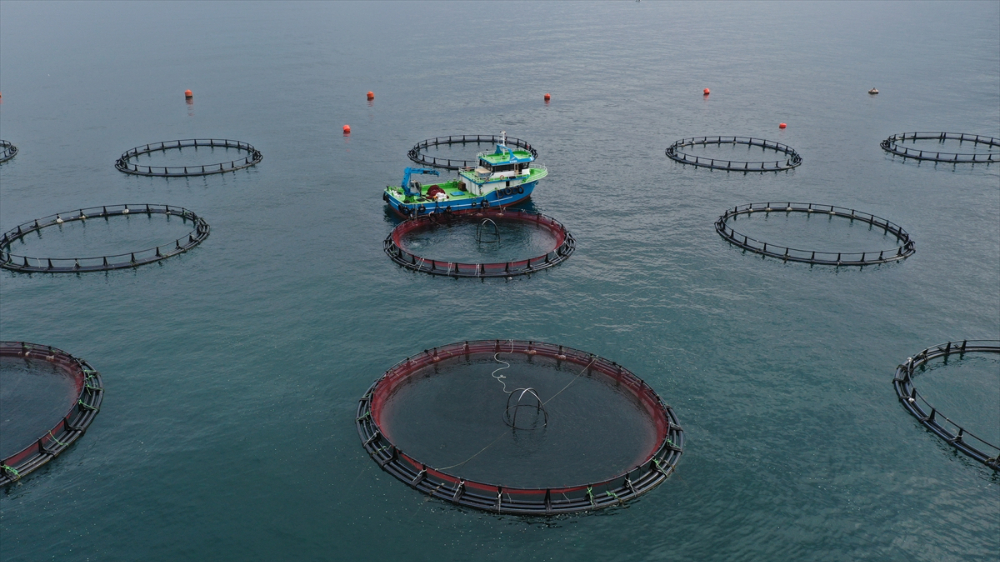 Ordu'da kafes balıkçılığında tesis sayısının artması ihracata olumlu yansıdı