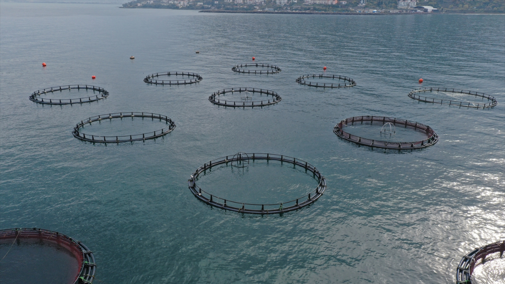 Ordu'da kafes balıkçılığında tesis sayısının artması ihracata olumlu yansıdı