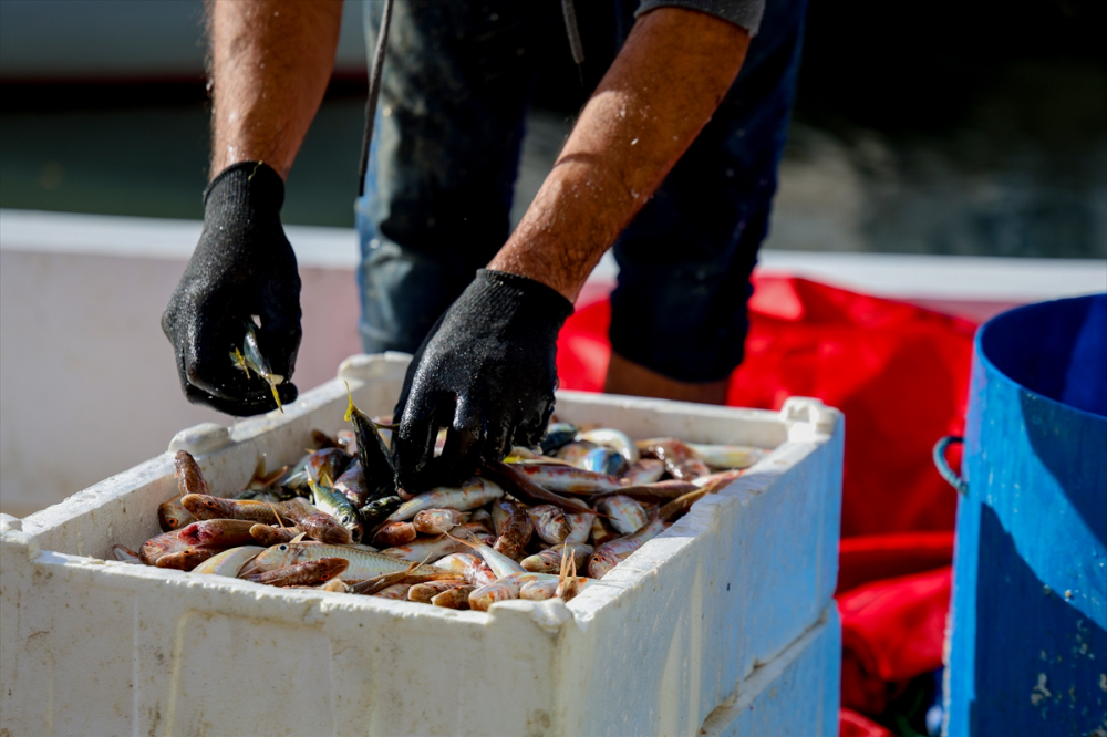 Sakarya Balıkçıları