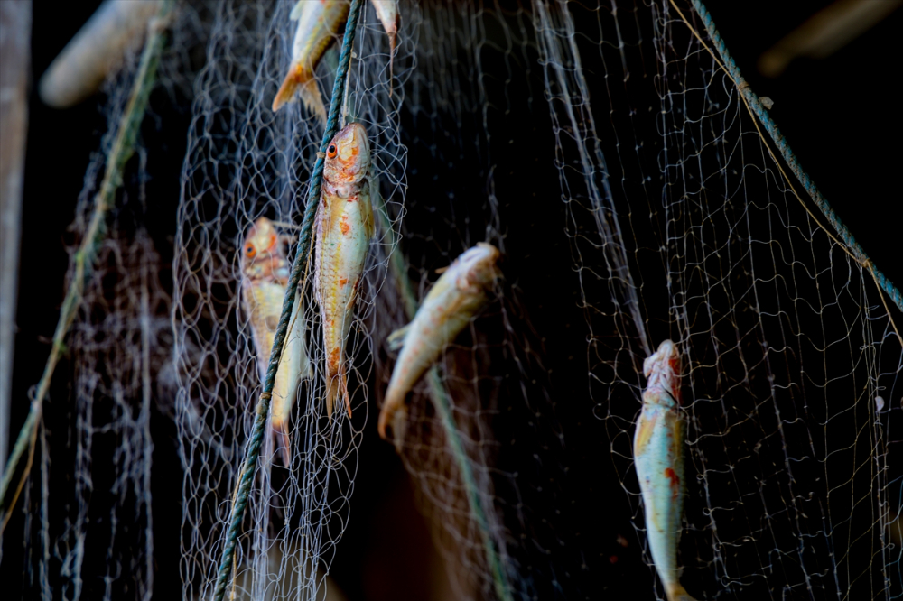 Sakarya Balıkçıları