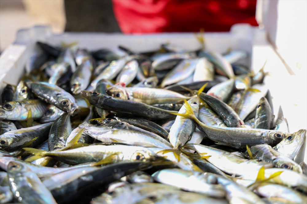 Sakarya Balıkçıları