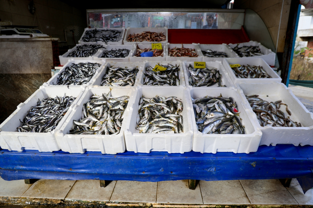 Sakarya Balıkçıları