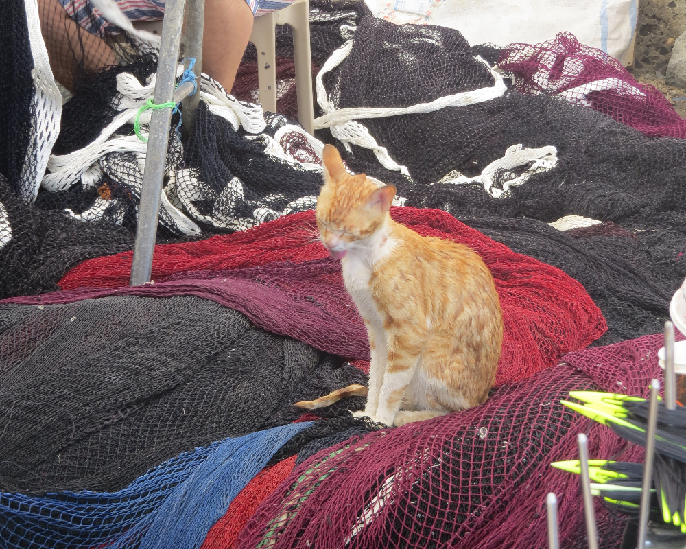 Rumelifeneri Balıkçılık Sezon Hazırlıkları 5 Temmuz 2025