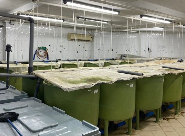 Yapay zeka sıcaklık kontrolü ile balık yetiştiriciliğini iyileştiriyor