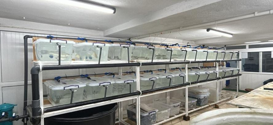 Yapay zeka sıcaklık kontrolü ile balık yetiştiriciliğini iyileştiriyor