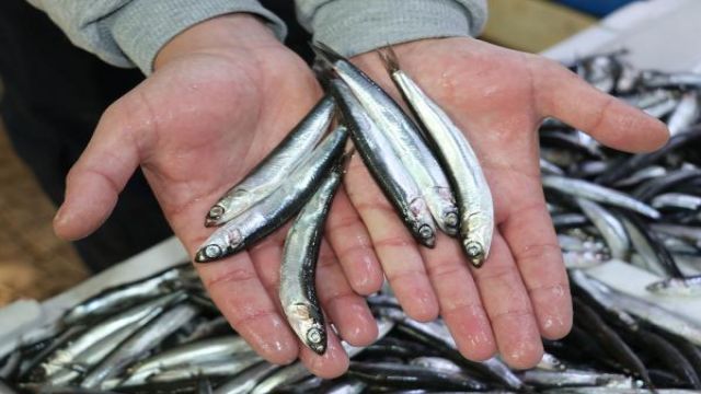 Hamsi avı yasağının 1 yıl uzatılması çağrısı