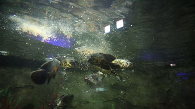 Dev akvaryumdaki balıklar, sebze ve meyve karışımıyla besleniyor