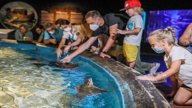 Kartal başlı vatozları elleriyle beslediler