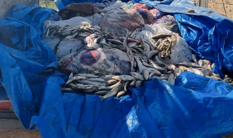 Van'da kaçak avlanan 12 ton inci kefali ele geçirildi