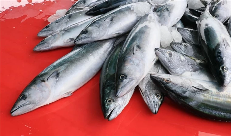 Düzce'de balıkçılar palamut sezonunu kapattı