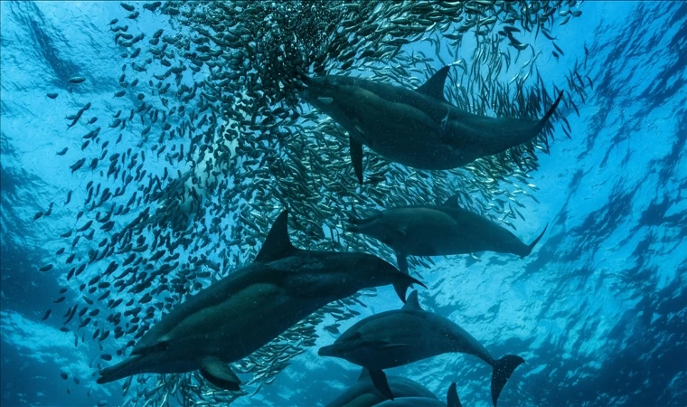 Güney Afrika'da ısınan deniz suyu dünyanın en büyük balık göçünü tehdit ediyor