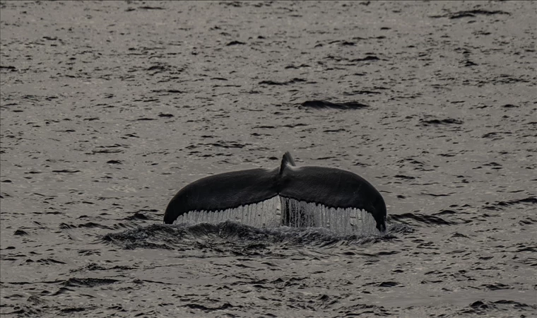 Kambur balinaların avlanırken "alet yapıp kullandığı" tespit edildi
