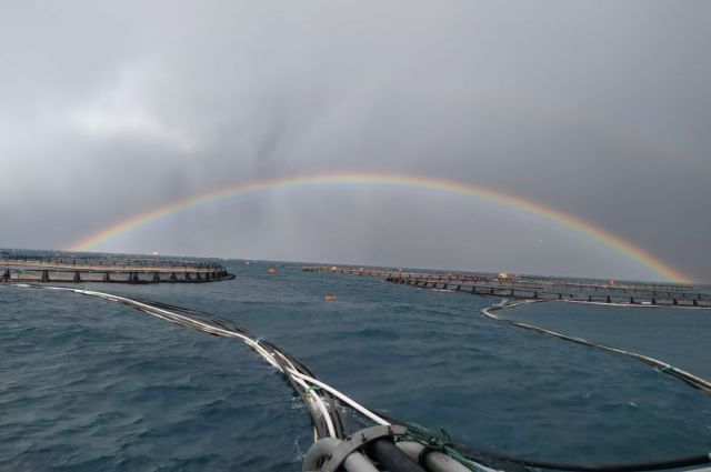 Su Ürünleri Yetiştiriciliğine İade-i İtibar - 1