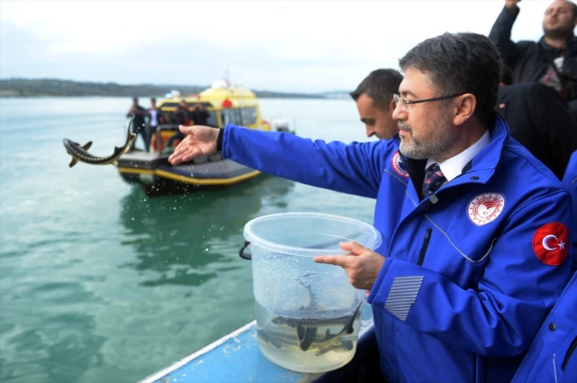 Ömer Faruk Kara "Karadeniz’e Mersin Balığı Yavru Salımı Çalışmalarına Hatırlatma ve Katkı"