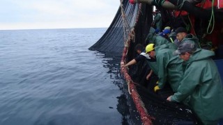 Karadeniz'de bir ilk; balıklar tersine göçe başladı