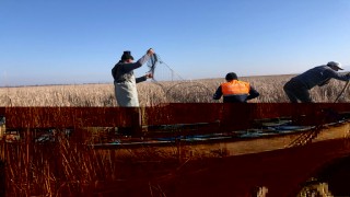 Ulubat gölünde pinter ile avlanılan 500 kilo balık ve 27 kaplumbağa doğaya bırakıldı