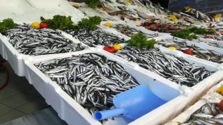 Karadeniz'de hamsi geri döndü