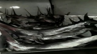 Avlanma boy sınırı altındaki 12 kılıç balığına el konuldu