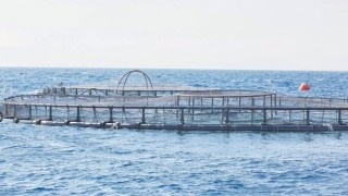 180 ton balık kurtarılacak