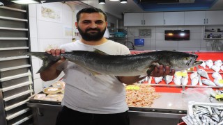 Çanakkale'de 6 kiloluk sırtıkara 900 liradan satışa sunuldu
