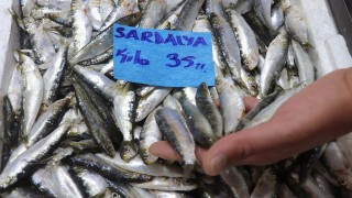 Çanakkale’de av sezonu açıldı, sardalyanın kilosu 35 liraya düştü