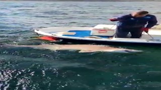 2,5 metre boyunda köpek balığı yakaladı