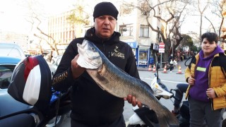 Gelibolulu balıkçı 7 kilogramlık levrek avladı