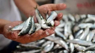 Gelibolu'da sardalyanın kilogramı 150 liradan satılıyor
