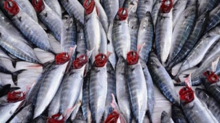 Gelibolulu balıkçılar 4 bin çift palamut yakaladı