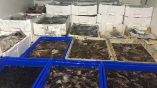 Çanakkale'de 1 ton deniz patlıcanı ele geçirildi