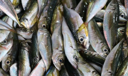 Balıklarda tespit edilen ilaç kalıntıları insan sağlığı için risk oluşturabilir