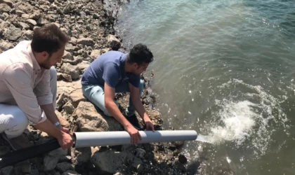 Lapseki'de barajlara 484 bin pullu sazan yavrusu bırakıldı