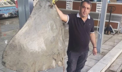 Muğla'da balıkçıların ağına 120 kilogramlık vatoz takıldı