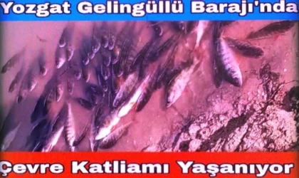 Yozgat Gelingüllü Barajında Çevre Katliamı Yaşanıyor