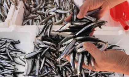 Düzce ve Zonguldak'ta balıkçılar kasalar dolusu hamsi avladı