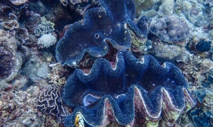 Filipinler, ihtilaflı sığdaki dev istiridye kayıplarından Çin'i suçlayarak soruşturma istedi