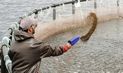 TİKA Kamerun’da balık çiftliği açtı