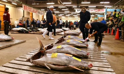 Tokyo'daki tarihi "Tsukiji Balık Hali" bölgesinde 900 milyar yen yatırımla yeni proje yapılacak